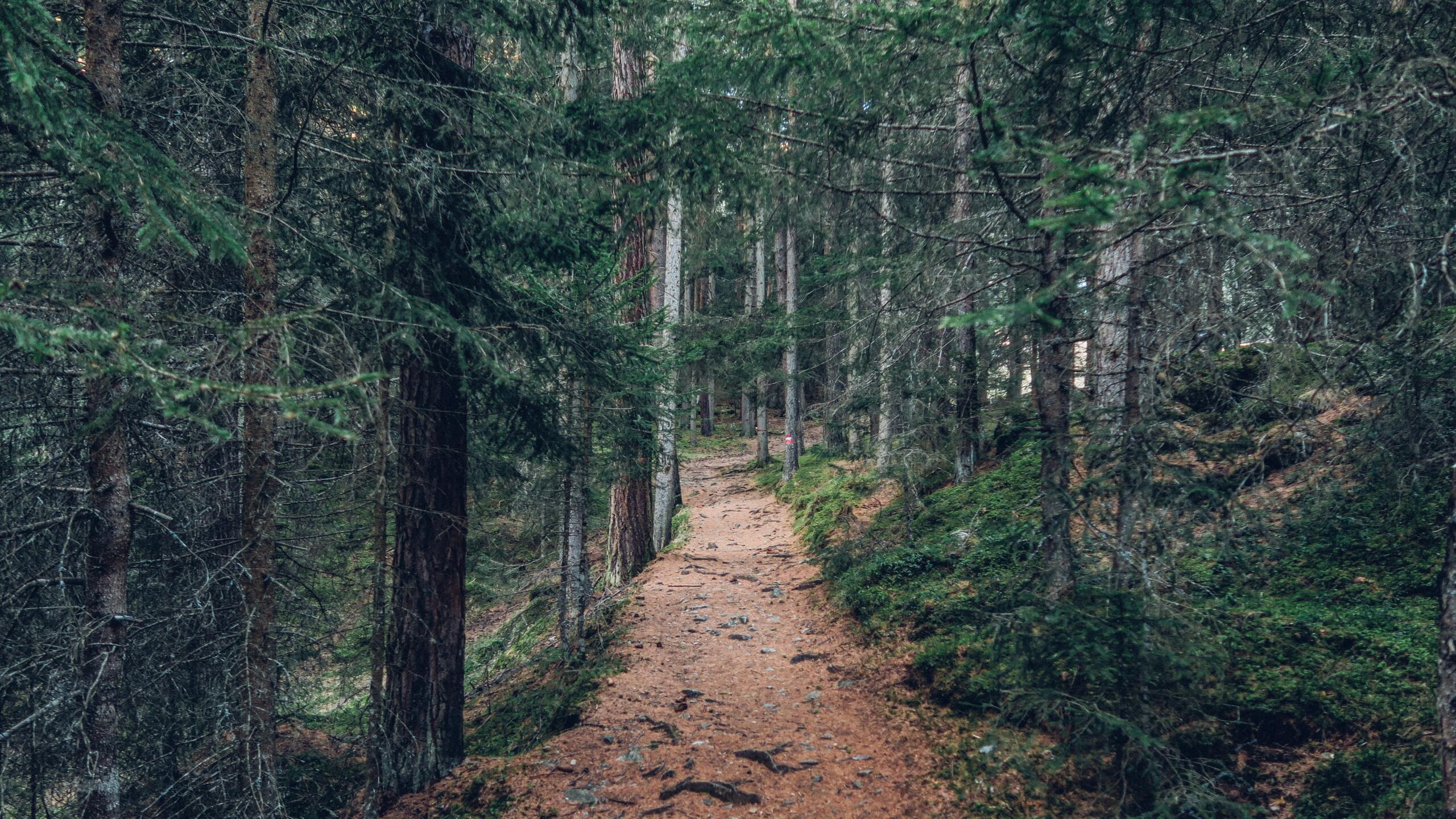 You are currently viewing Coastal Treks and Mountain Traverses: The Top Hiking Trails Along the Scenic Great Ocean Road